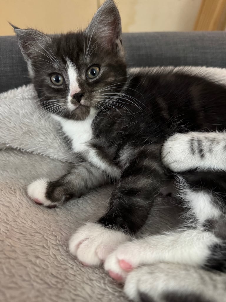 Maine Coon Mix Kittens - All Sold Now