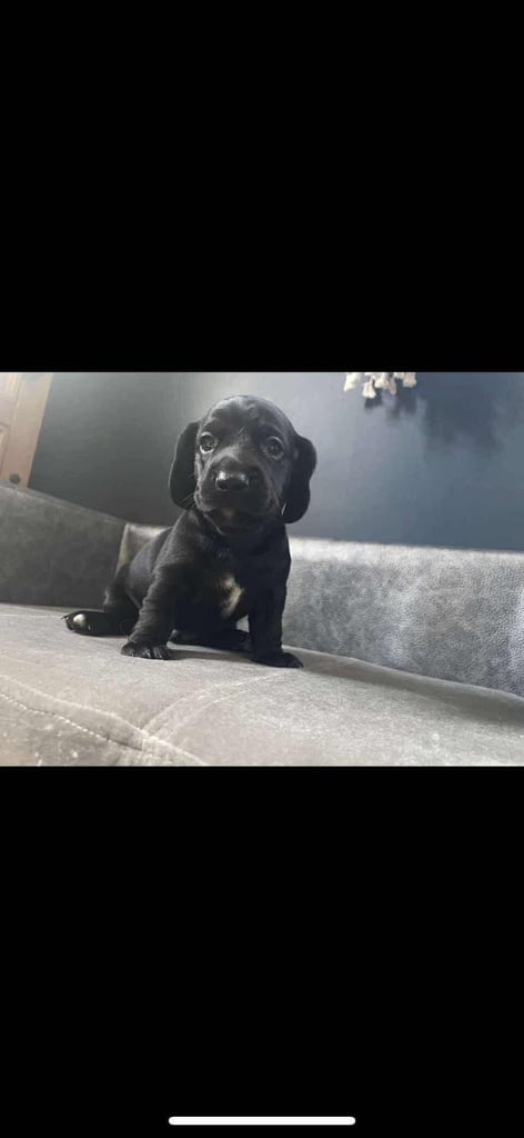 image for Docker puppies 
