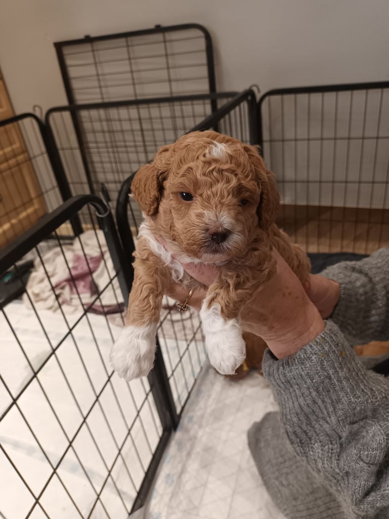 Poochon puppies 