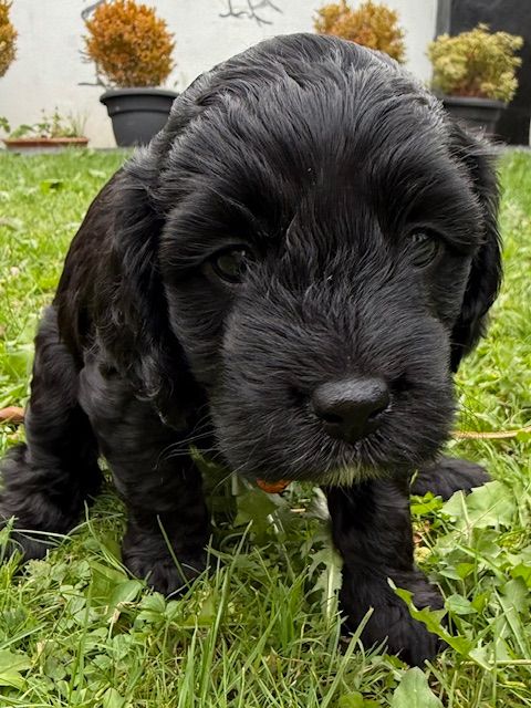 Cockapoo Girl Puppy F1 : 6weeks Old