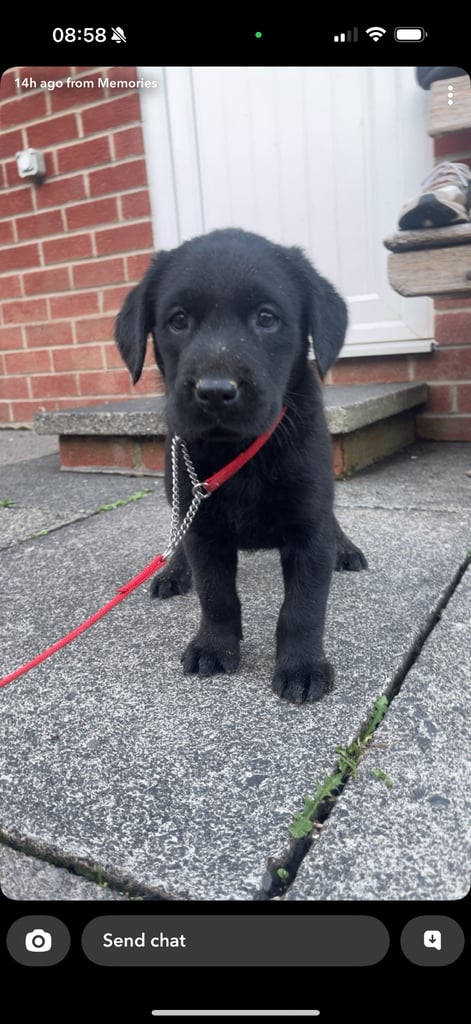 Top bred lab pups 