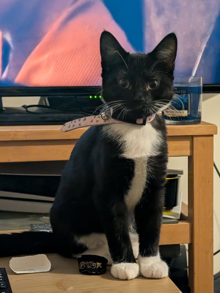 Two cats 