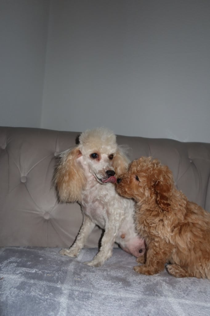 Poodle puppys