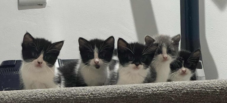 Kittens