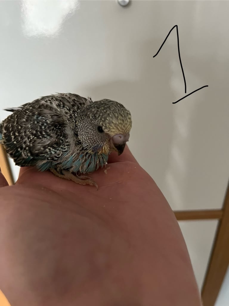 image for Hand reared baby budgies
