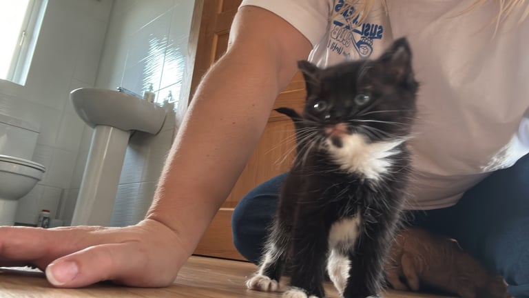 2 kittens 