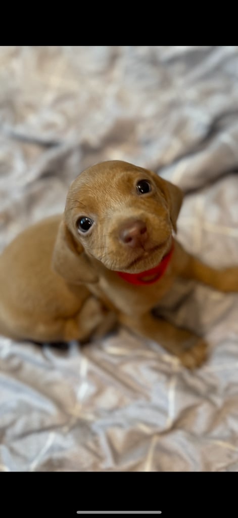 Sausage dog puppies for sale 