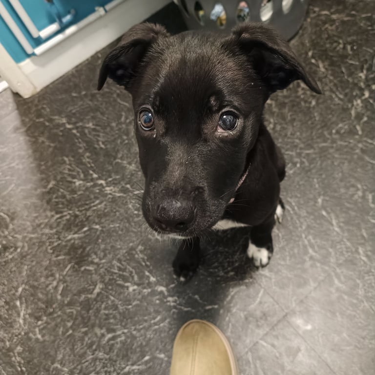 3 months old puppy for sale