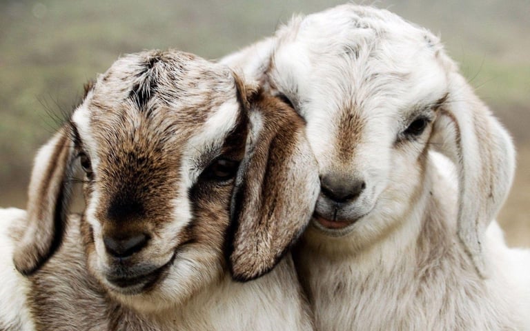 🌿 LAND WANTED – OFF-GRID SMALLHOLDING PROJECT 🌿