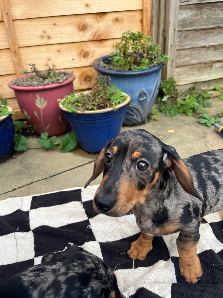 Beautiful dachshund puppies 🐾