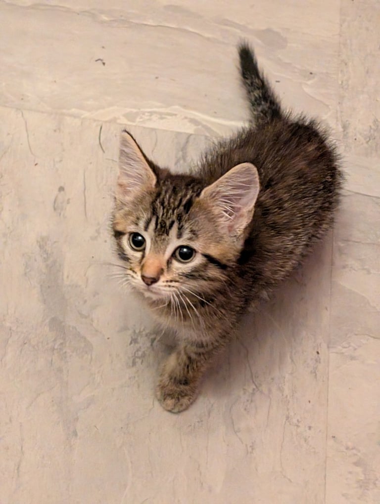 Stunning tabby kitten
