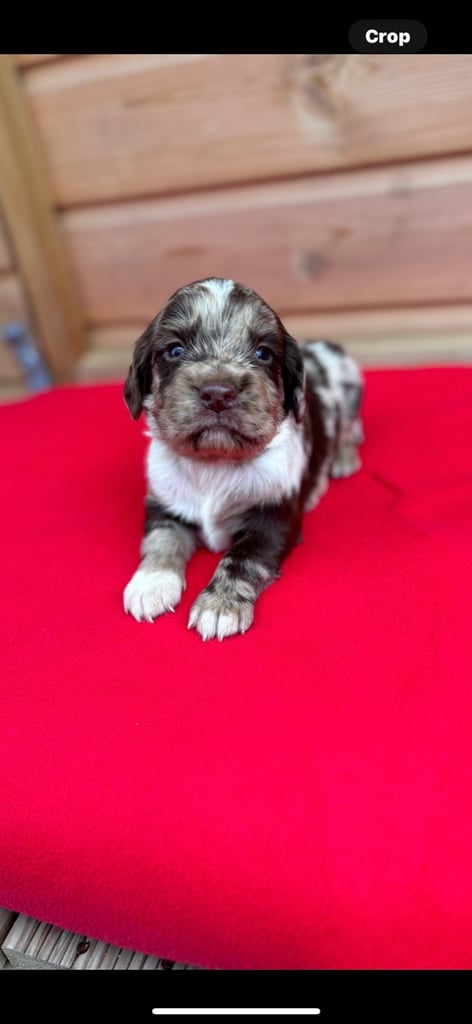 Sprocker spaniel 