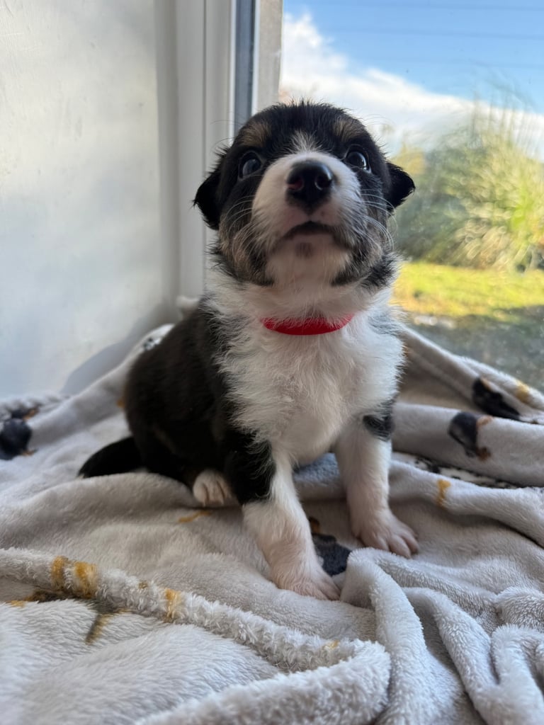 Collie puppies 