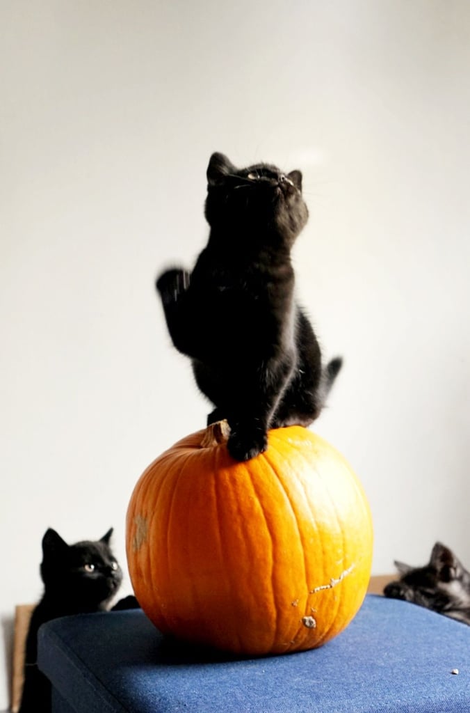 Lovely black kitten for sale 