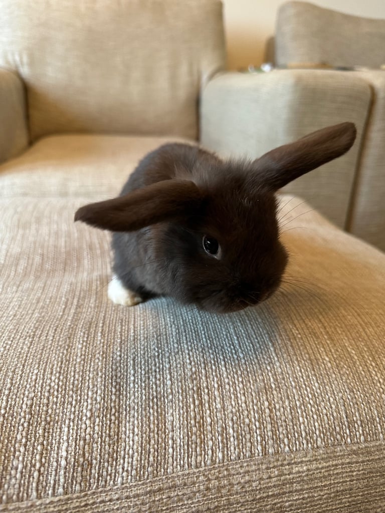 Mini lops,Halosowen
