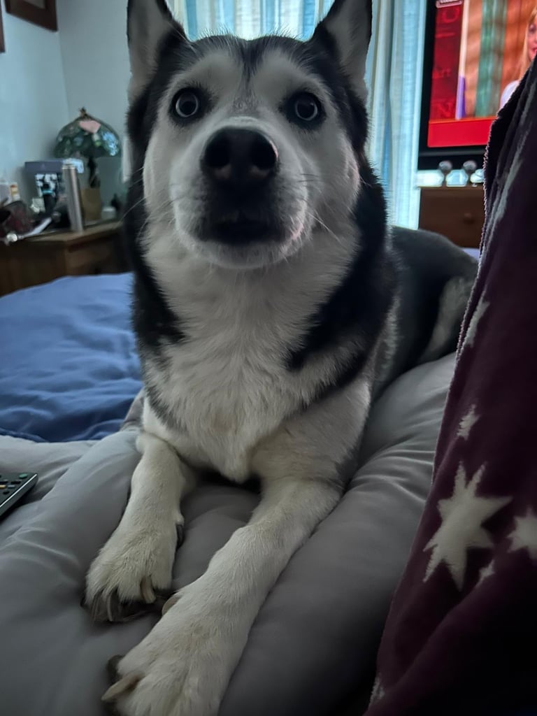 Siberian husky 