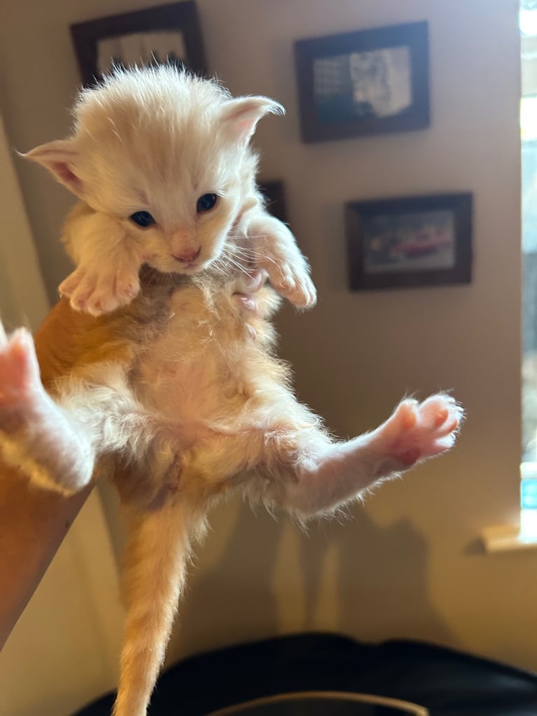 XL Main Coon Kittens ready soon for sale 