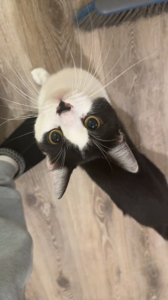 Cat for sale food toys carrier cat tree included 