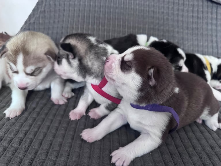 Husky Puppies
