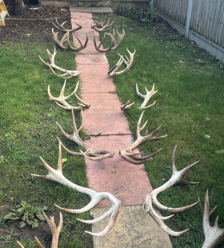 Antler 