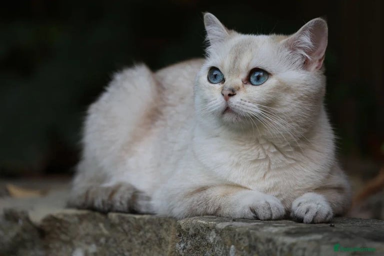 TICA RARE British Shorthair Kittens Champion bloodline