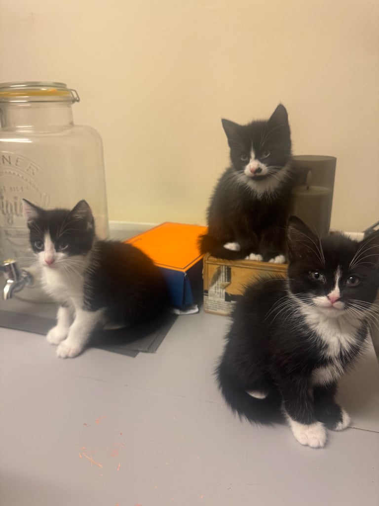image for Three little kittens 🐈‍⬛ 