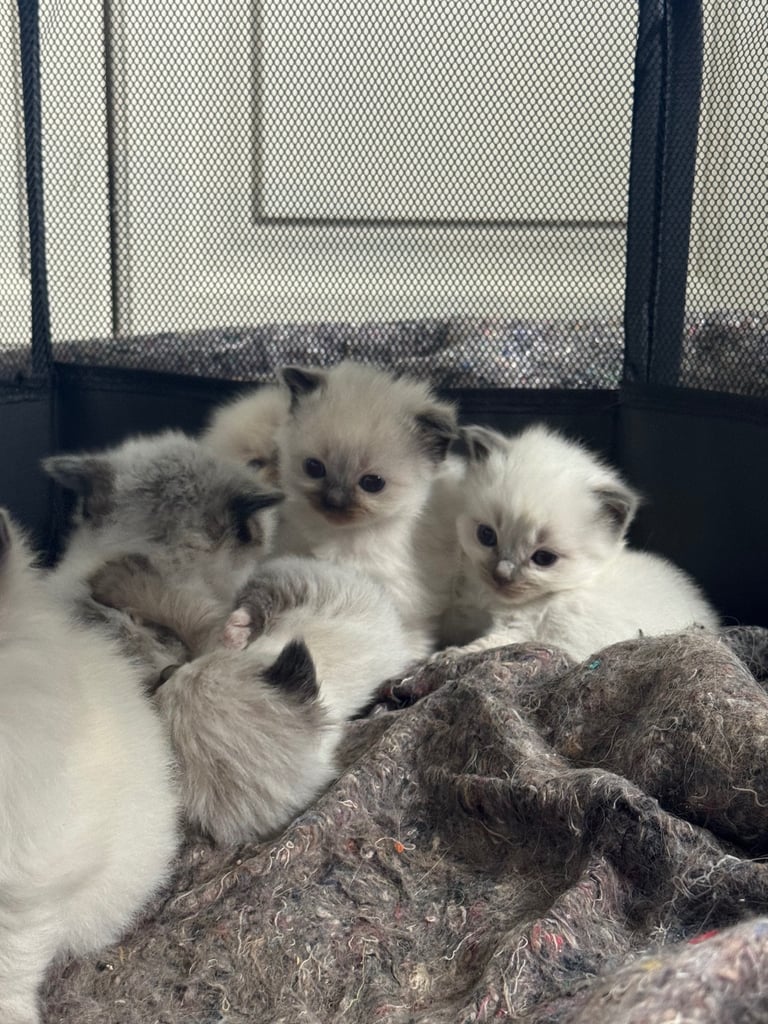 Ragdoll kittens Purebred 