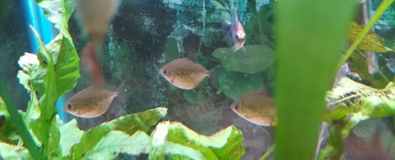 Tropical fish for sale 