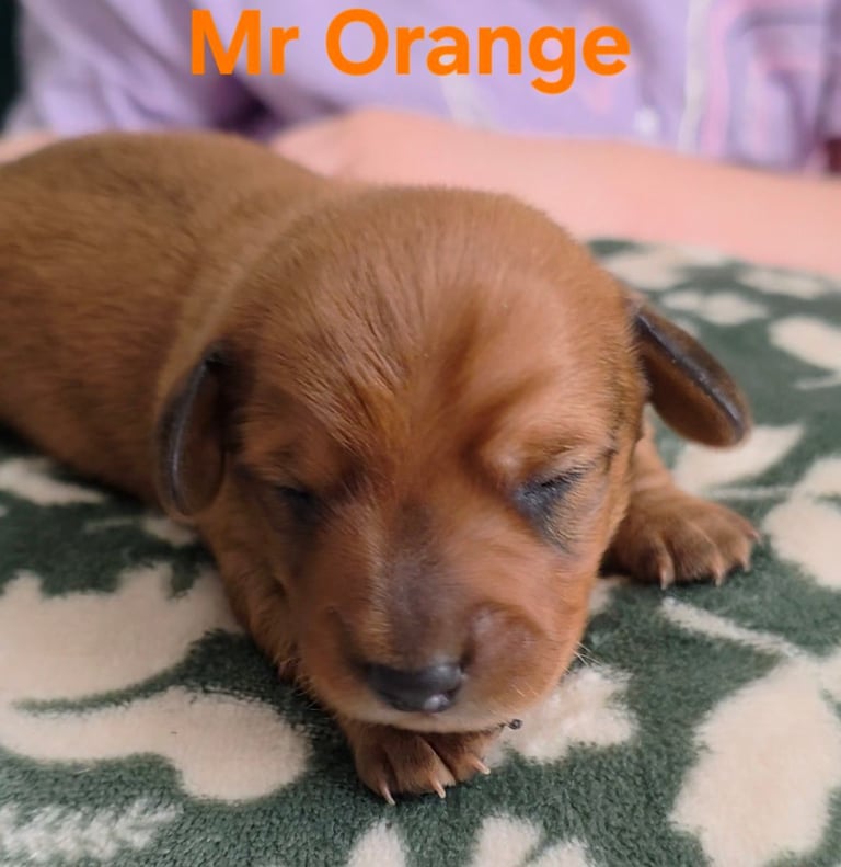 MINITURE DACHSHUND PUPPIES 