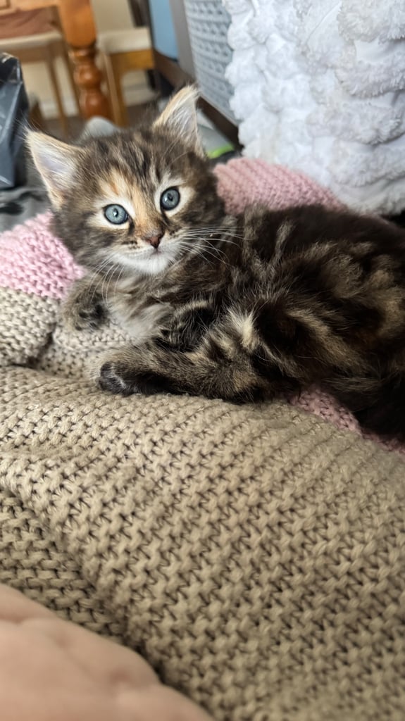 *LAST KITTEN* Girl, Norwegian Forest cross
