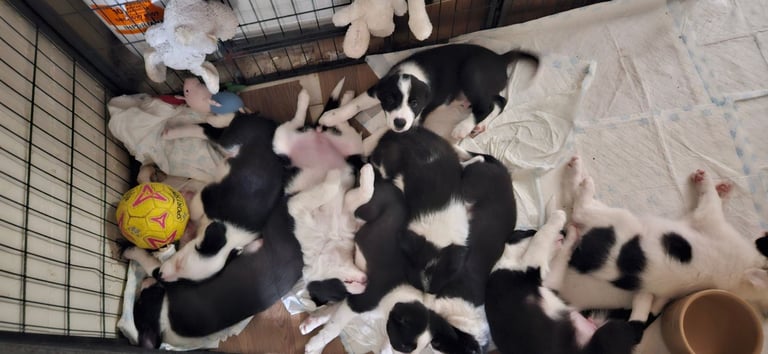 Last border collie pup from litter of 9 for sale