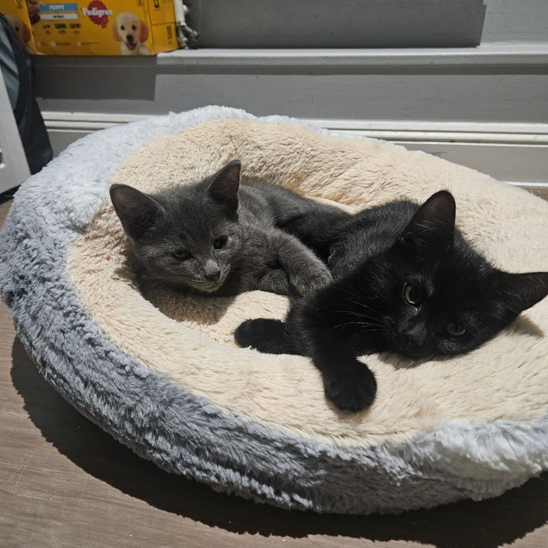 Grey and black kitten