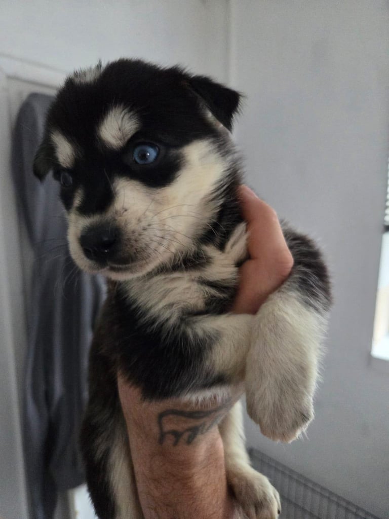 Goberians (siberian husky X goldenretriever