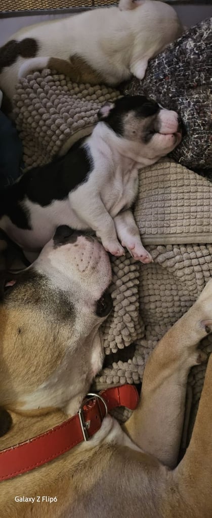 Confident & Well-Socialised Presa x Staffy Pups ready to leave 4/10/2025