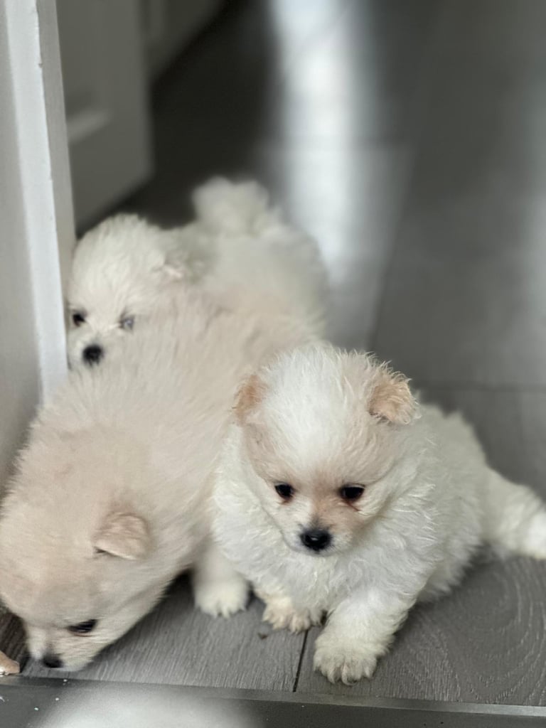 Pomeranian puppys 