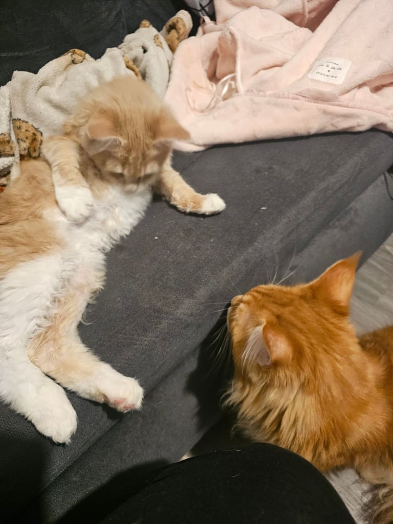 Female main coon for sale