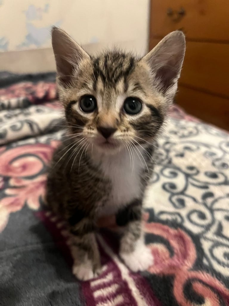 Kittens 