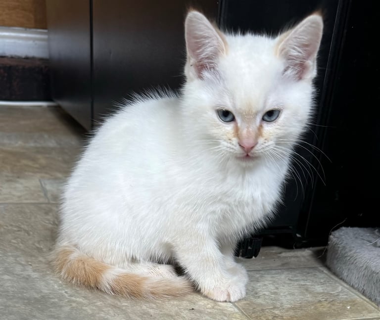Flame point shorthair kittens 