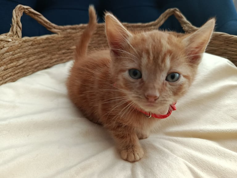 Adorable Kittens - domestic shorthair