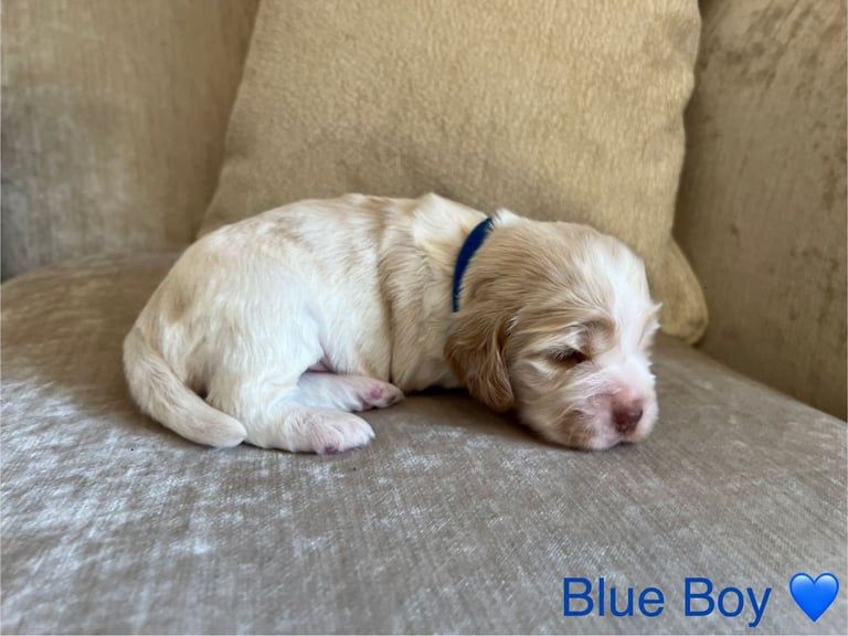 ✨ Show Cocker Spaniel Puppies For Sale ✨