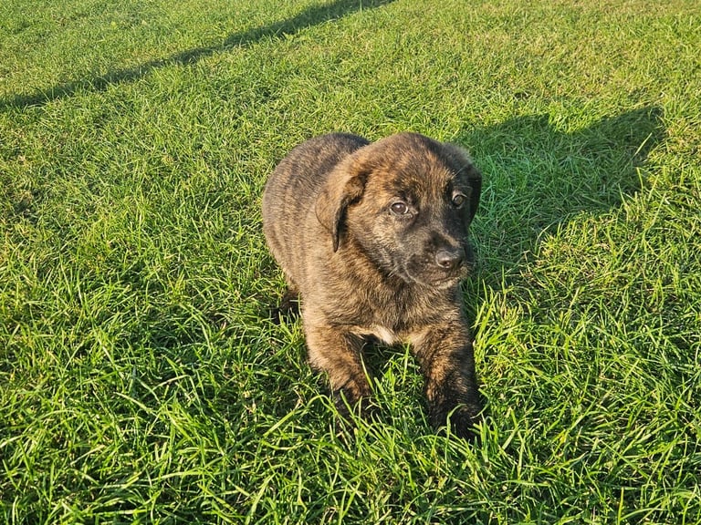 German Shepherd/Cane Corso 