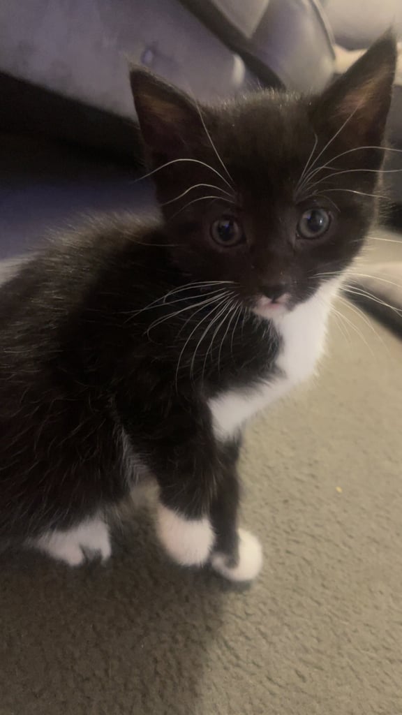 1 female kittem
