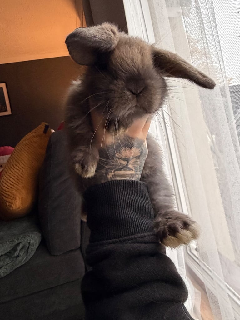 image for Mini Lop Bunnies 