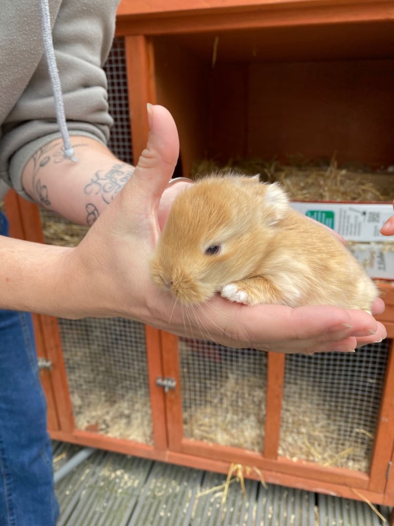Baby bunnies for sale 