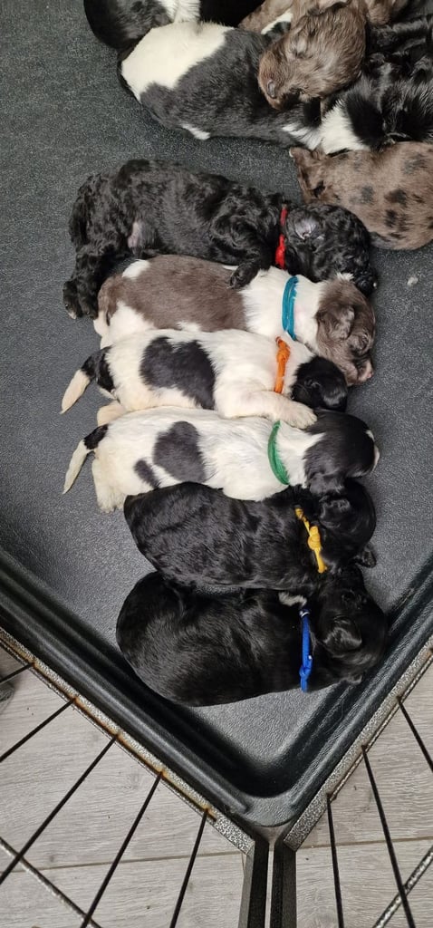Cockapoo puppies 