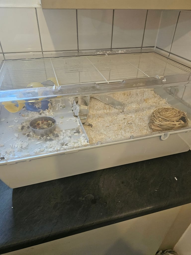 roborovski dwarf hamster