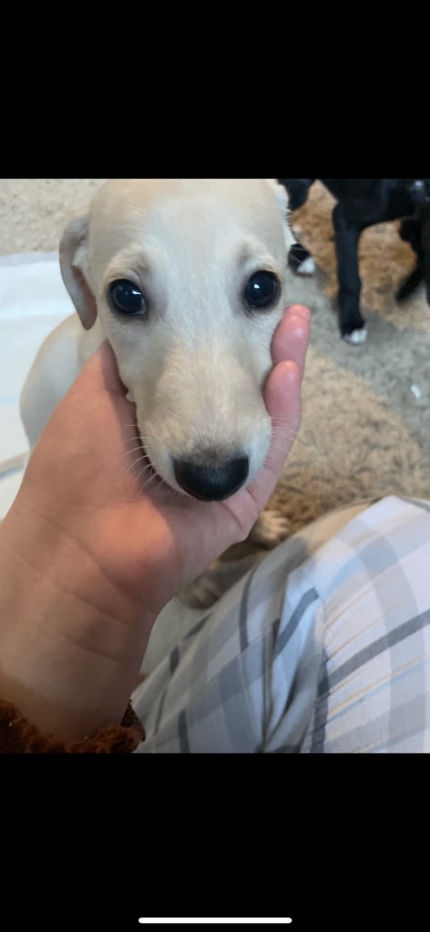 Greyhound puppy