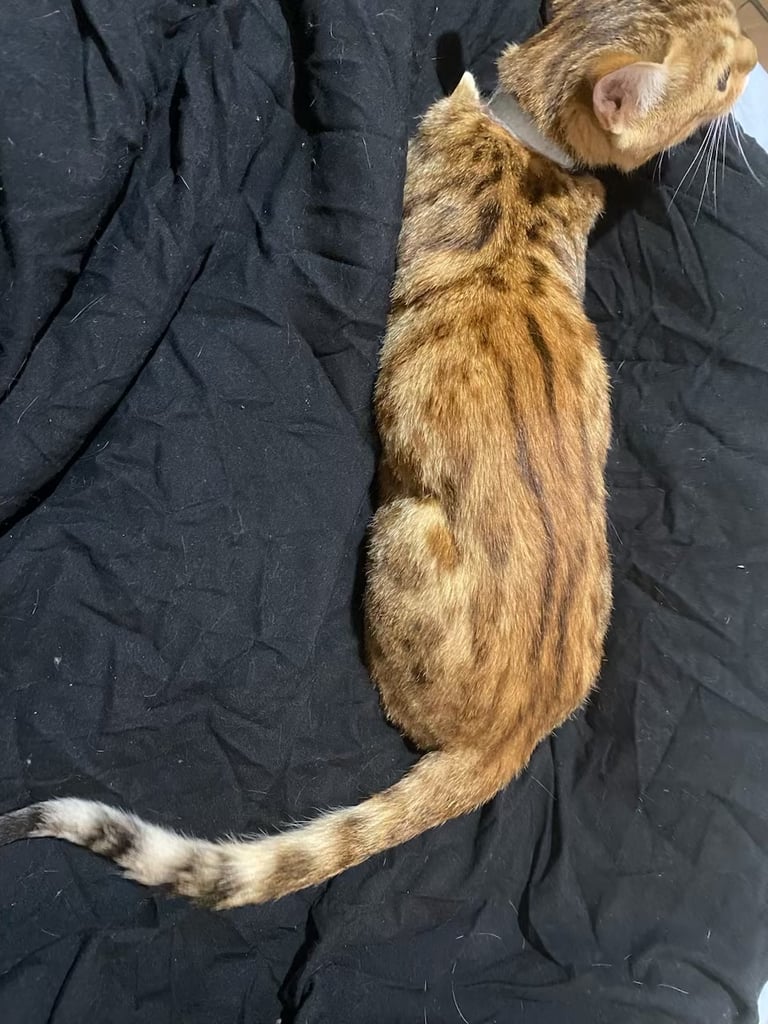 F4 female Bengal and male tabby cross prices below 