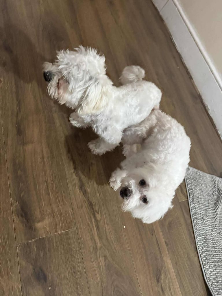 Puppies Maltese 