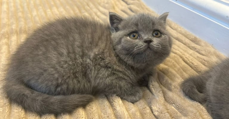 Gorgeous Beautifully British Short Hair Kittens